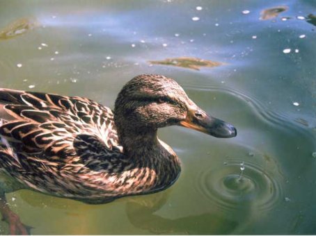 Imatge de complement