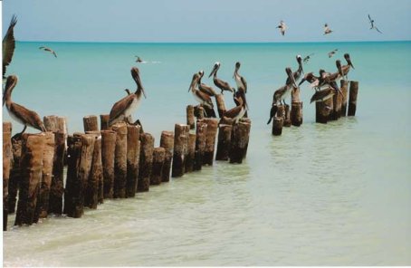 Imatge de complement